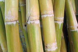 甘蔗吃多了對牙齒好嗎？有可能損傷牙齒