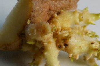 哪些食物發(fā)芽后營養(yǎng)翻倍？這些食物發(fā)芽后千萬別吃