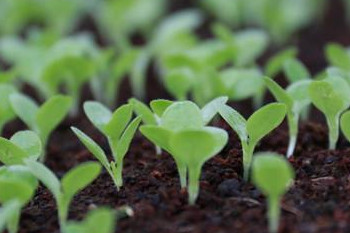 哪些食物發(fā)芽后營養(yǎng)翻倍？這些食物發(fā)芽后千萬別吃