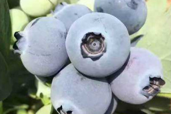 哪些食物具有抗癌的功效？吃這些食物會得癌