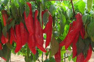 吃辣椒有哪些壞處？吃辣的人注意了