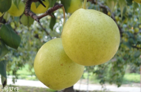 梨子榨汁需要去皮加水嗎？梨汁最好是現(xiàn)榨現(xiàn)喝