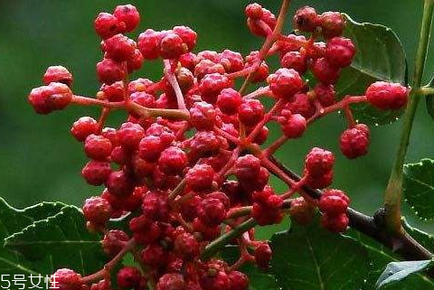 新鮮花椒如何長(zhǎng)期保鮮 教你幾個(gè)小技巧 新鮮花椒如何長(zhǎng)期保鮮 教你幾個(gè)小技巧