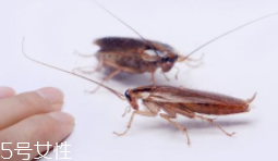 蟑螂究竟有多臟？傳播蛔蟲卵等多種病菌