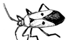 蟑螂究竟有多臟？傳播蛔蟲卵等多種病菌