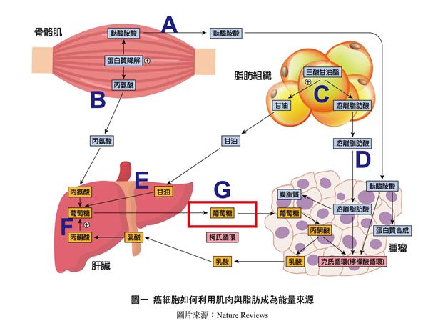 我特別嗜睡是什么原因 12癥狀恐是惡病質作祟
