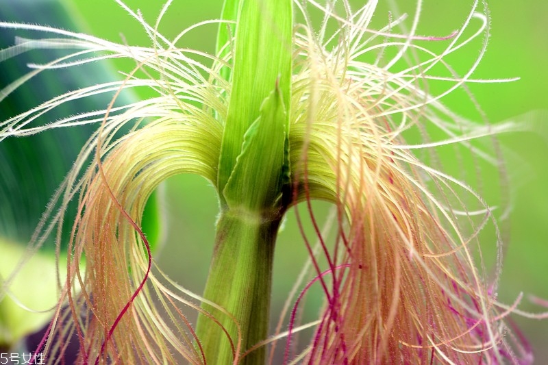 吃玉米須有什么作用 吃玉米須的5大作用 吃玉米須有什么作用 吃玉米須的5大作用