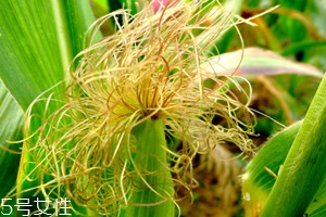 吃玉米須有什么作用 吃玉米須的5大作用 吃玉米須有什么作用 吃玉米須的5大作用