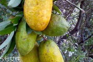 牛卵坨怎么吃？牛卵坨記得去皮去籽