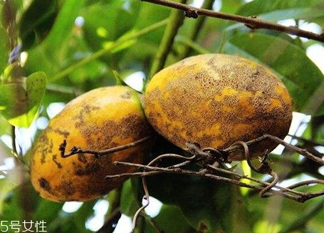 牛卵坨怎么吃？牛卵坨記得去皮去籽