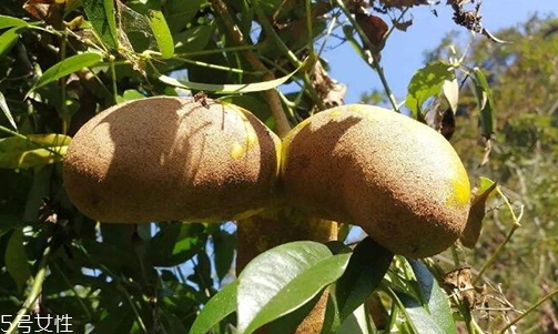 牛卵坨孕婦可以吃嗎？看屬于什么懷孕階段