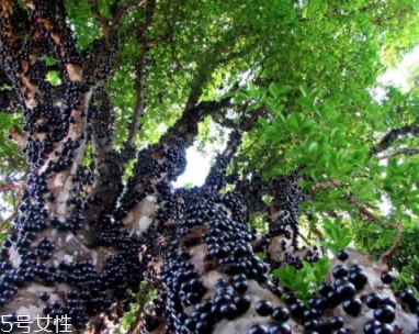 木葡萄的功效和作用 營(yíng)養(yǎng)價(jià)值 木葡萄的功效和作用 營(yíng)養(yǎng)價(jià)值