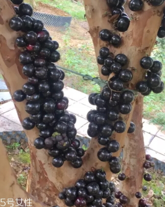 木葡萄的功效和作用 營(yíng)養(yǎng)價(jià)值 木葡萄的功效和作用 營(yíng)養(yǎng)價(jià)值