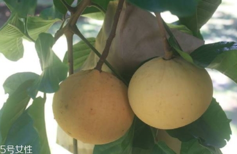 山陀兒怎么吃？山陀兒的營(yíng)養(yǎng)功效