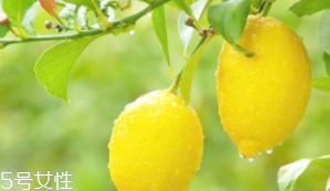 檸檬精油能加在哪些護(hù)膚品中？少量添加都可以