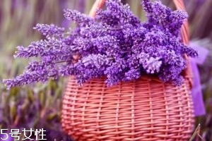 薰衣草精油能防曬嗎？能隔離紫外線