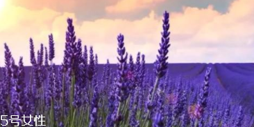 薰衣草精油能防曬嗎？能隔離紫外線