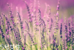 薰衣草精油能防曬嗎？能隔離紫外線