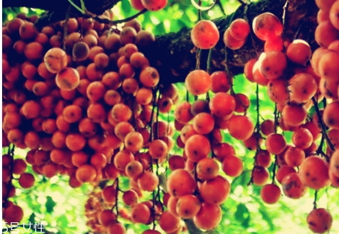 木奶果多少錢一斤？居然高達(dá)幾十元一斤