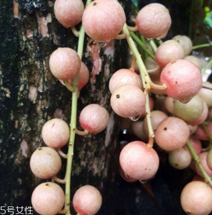 木奶果多少錢一斤？居然高達(dá)幾十元一斤