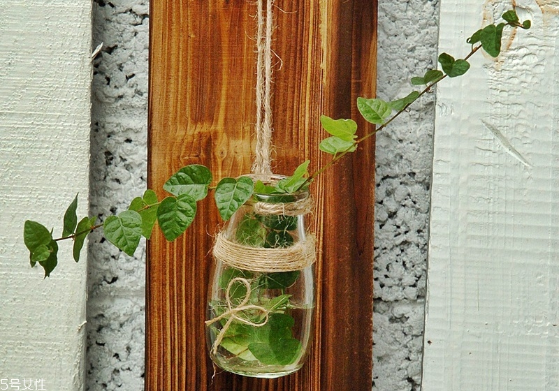 牛奶瓶廢物利用做花盆DIY 空瓶大變身 牛奶瓶廢物利用做花盆DIY 空瓶大變身