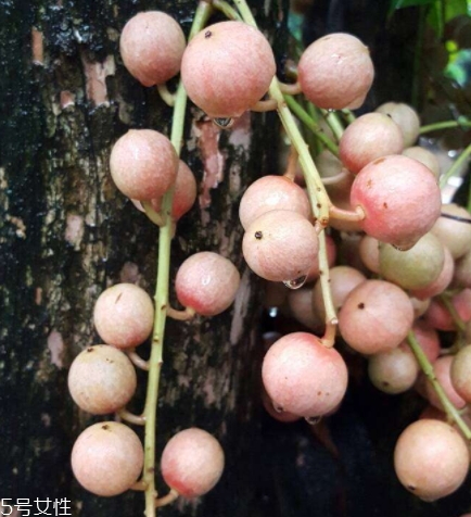 木奶果好吃嗎？木奶果密密麻麻好吃到爆