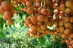 木奶果怎么吃？皮可以吃嗎