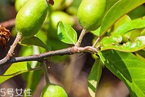 多依果多少錢一斤？