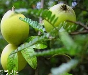 多依果多少錢一斤？