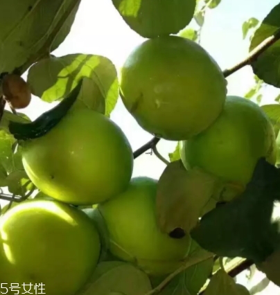 毛葉棗的營養(yǎng)價(jià)值功效作用 毛葉棗的營養(yǎng)價(jià)值功效作用