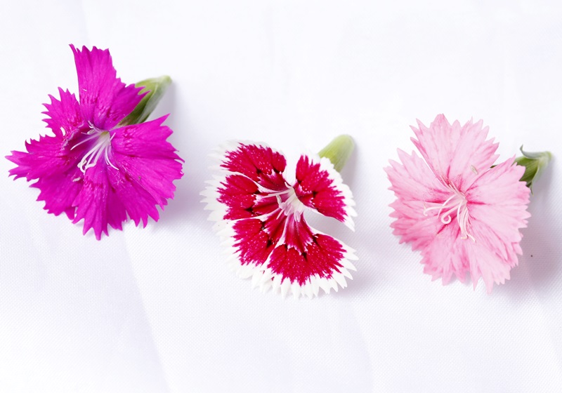 可以吃的花有哪些圖片 好看又好吃 可以吃的花有哪些圖片 好看又好吃