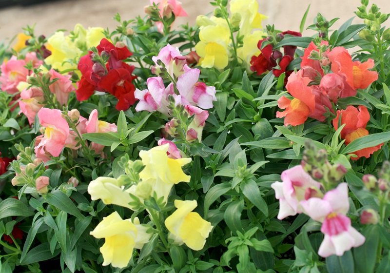 可以吃的花有哪些圖片 好看又好吃 可以吃的花有哪些圖片 好看又好吃