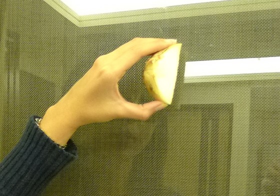 洋蔥擦擋風(fēng)玻璃方法 你絕對沒想過 洋蔥擦擋風(fēng)玻璃方法 你絕對沒想過