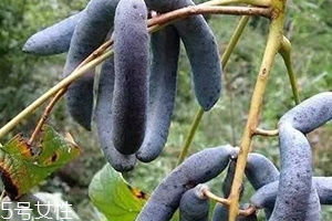 貓屎瓜能吃嗎？其貌不揚(yáng)的水果