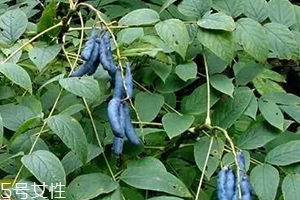 貓屎瓜的籽能吃嗎？