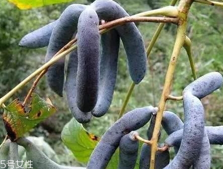 貓屎瓜的籽能吃嗎？