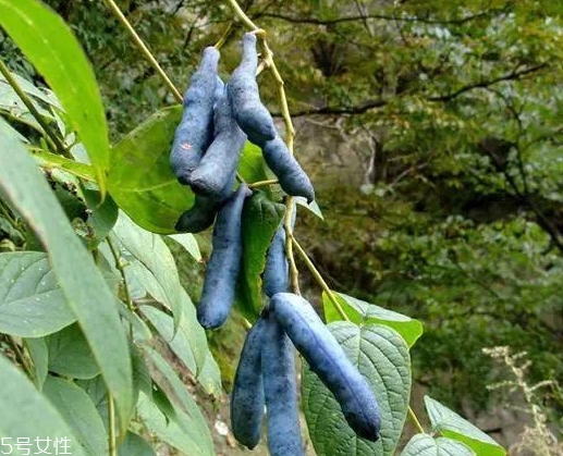 貓屎瓜的籽能吃嗎？