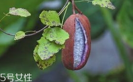 八月炸和貓屎瓜是一種水果嗎？了解它們的區(qū)別