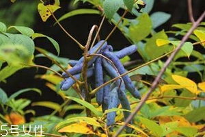 八月炸和貓屎瓜是一種水果嗎？了解它們的區(qū)別