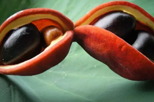 鳳眼果是什么樣子？鳳眼果的功效與作用