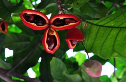 鳳眼果是什么樣子？鳳眼果的功效與作用