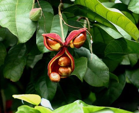 鳳眼果是什么樣子？鳳眼果的功效與作用