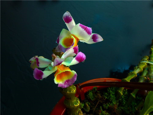 可以吃的花有哪些圖片 好看又好吃 可以吃的花有哪些圖片 好看又好吃