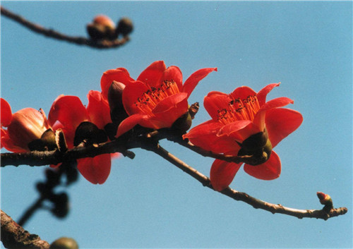 可以吃的花有哪些圖片 好看又好吃 可以吃的花有哪些圖片 好看又好吃