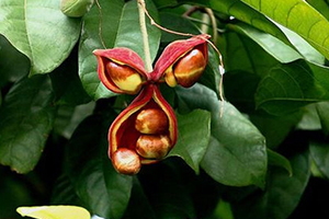 鳳眼果多少錢一斤？觀賞和口感兼具的鳳眼果