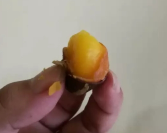 鳳眼果多少錢一斤？觀賞和口感兼具的鳳眼果