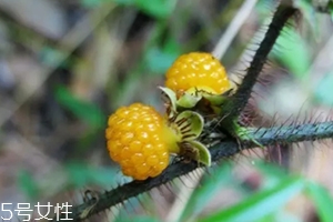 黃刺果功效與作用 黃刺果的營養(yǎng)價值 黃刺果功效與作用 黃刺果的營養(yǎng)價值