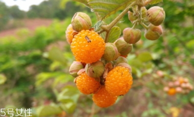 黃刺果功效與作用 黃刺果的營養(yǎng)價值 黃刺果功效與作用 黃刺果的營養(yǎng)價值