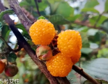 黃刺果功效與作用 黃刺果的營養(yǎng)價值 黃刺果功效與作用 黃刺果的營養(yǎng)價值