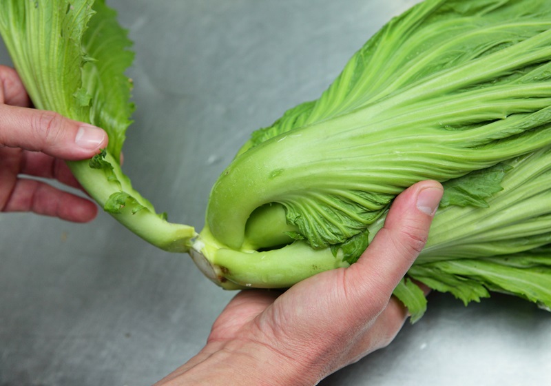 小芥菜和大芥菜的區(qū)別 芥菜種類有多種 小芥菜和大芥菜的區(qū)別 芥菜種類有多種